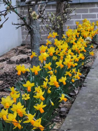 a bunch of yellow and orange flowers in a garden at B&B Atuatuca in Tongeren