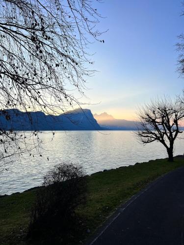 a lake with a tree on the side of a road at Chalet Oz in Vitznau