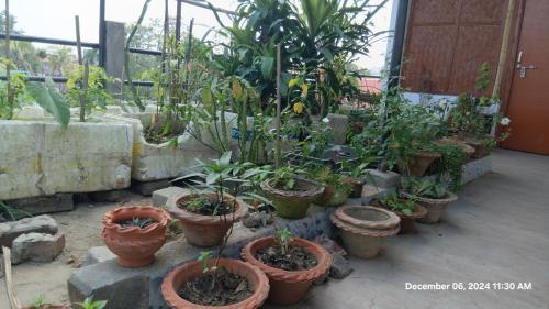 a group of potted plants in a greenhouse at Amar Apun Ghor in Jorhāt