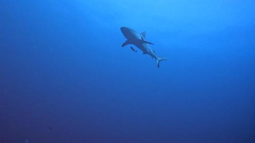 a shark is flying in the sky at Paradise by Rashuthere Maldives in Rasdu