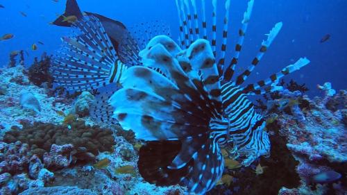 a lionfish and other fish on a coral reef at Paradise by Rashuthere Maldives in Rasdu