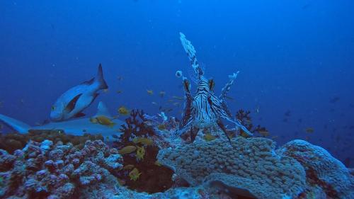 a scorpion on a coral reef with a shark in the background at Paradise by Rashuthere Maldives in Rasdu