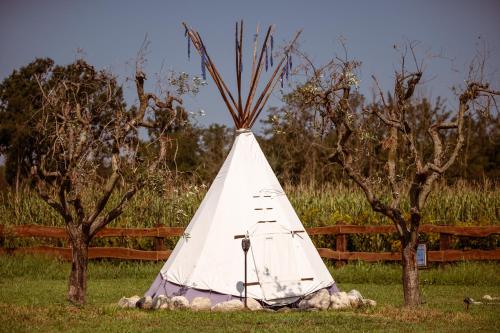 a teepee tent sitting in the grass between two trees at Agricampeggio Equinox in Carpignano Sesia