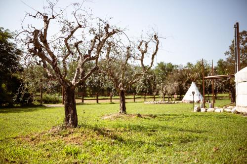 two trees in a field with a tent in the background at Agricampeggio Equinox in Carpignano Sesia