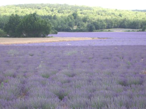 a field of lavender with trees in the background at Gite l'Embellido in Mouriès