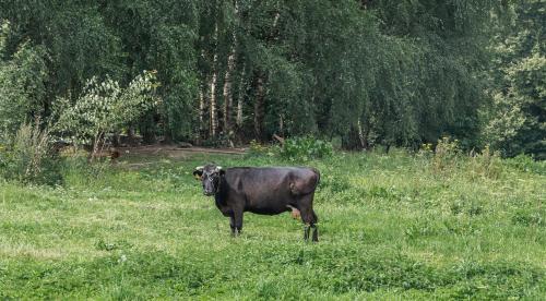 a black cow standing in a field of grass at Vilanovka - domki z balią in Wilanowo