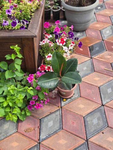 a group of flowers and plants on a tiled floor at Noragavit Villa in Yerevan