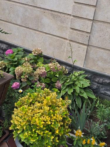 a garden of flowers in front of a building at Noragavit Villa in Yerevan