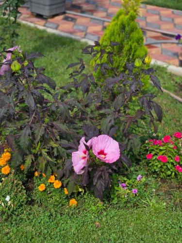 a flower garden with pink flowers in the grass at Noragavit Villa in Yerevan