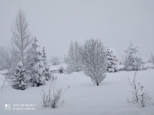 a snow covered yard with trees and bushes at Sunnyside in Žabljak