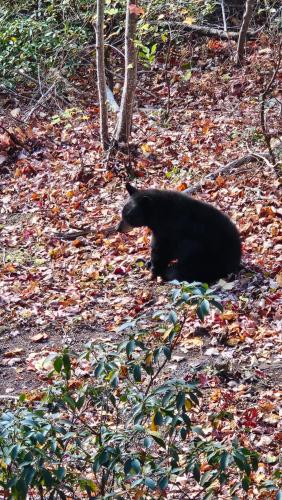 a black bear sitting in the leaves on the ground at Southern Oak at Chalet Village - 5 Minutes from Gatlinburg and National Park in Gatlinburg