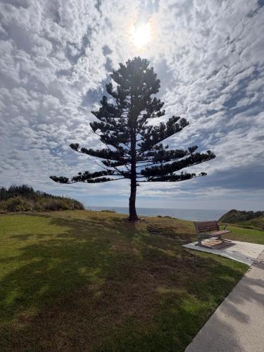 a tree in a field next to a bench at Beach N Berms in Dalmeny