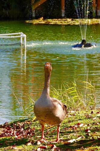 a duck standing next to a body of water at Rubys Happy Haven in Crowle