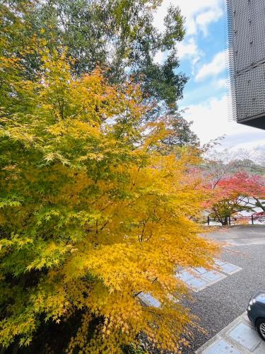 a tree with orange and yellow leaves next to a street at 時地人 jijijin MATSUYAMA in Tobe
