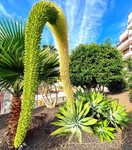 a large green cactus in a garden with plants at PaulMarie Olympia Studio in Playa de las Americas