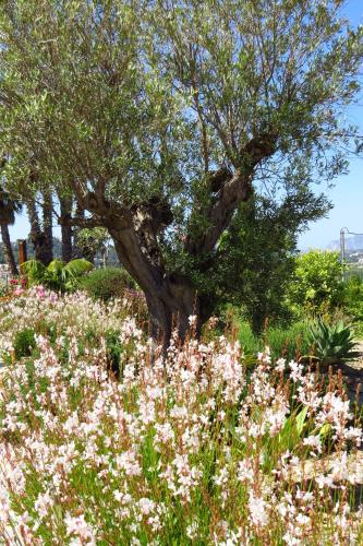 Zahrada ubytování Finca Klara, Boutiquehotel - Apartment -Javea-Moraira-