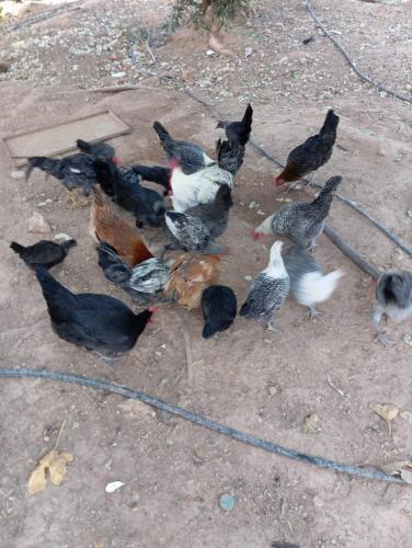a group of birds standing on the ground at ferme jnane erroumane-settat in Settat
