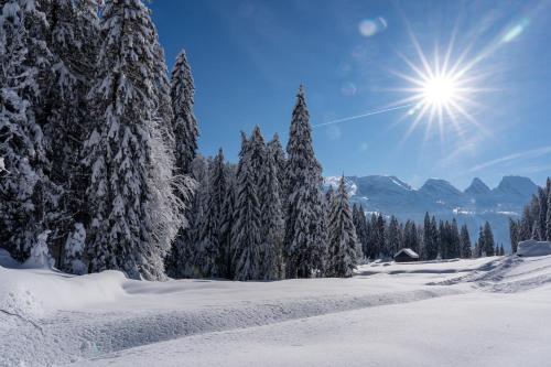 a snow covered forest with trees and the sun in the sky at Hotel Restaurant Rössli in Alt Sankt Johann