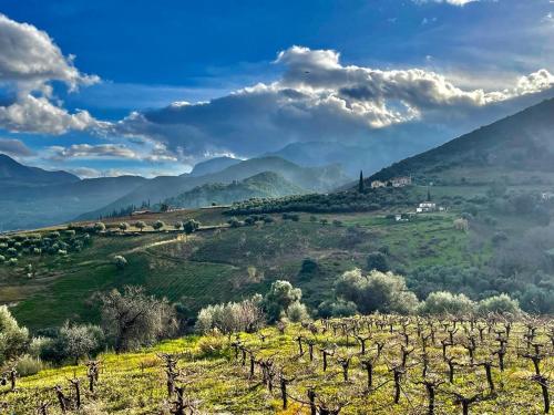 a vineyard on a hill with mountains in the background at Gerofotis Traditional Guesthouse est 1892 - Close to Aigio, Akoli, Selianitika in Lákka
