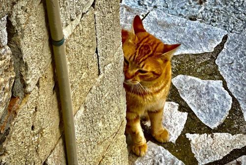 an orange cat standing on a stone wall at Gerofotis Traditional Guesthouse est 1892 - Close to Aigio, Akoli, Selianitika in Lákka