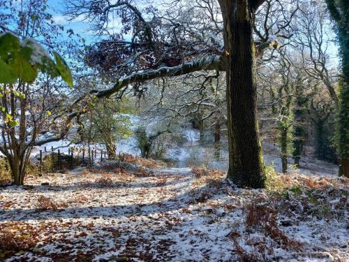a snow covered path in a park with a tree at The Bungalow, Forest of Dean in Coleford