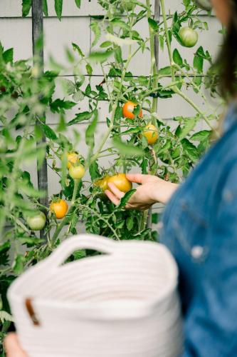 a person picking tomatoes from a tomato plant at Gästehaus Fechtig in Hergensweiler