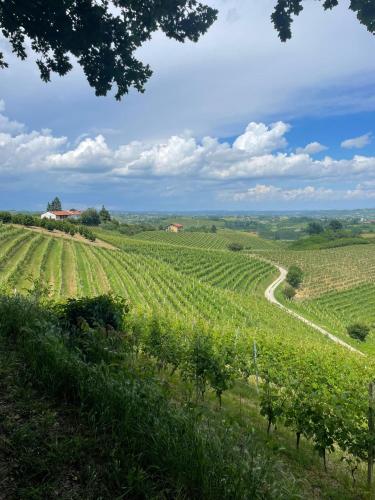 a vineyard with a road in the middle of a field at Ca' Colomba in San Damiano dʼAsti