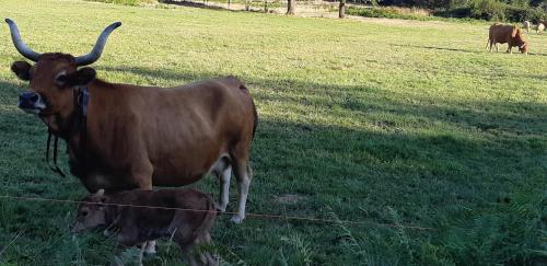 a cow and a calf standing in a field at Xanela Xures in Muiños