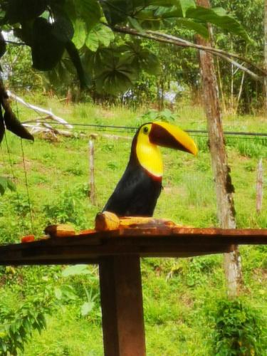 a bird with a yellow beak sitting on a bird feeder at Papaya Lodge in El Achiote