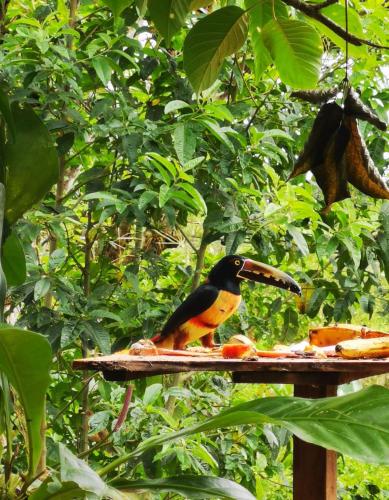 a bird sitting on top of a bird feeder at Papaya Lodge in El Achiote