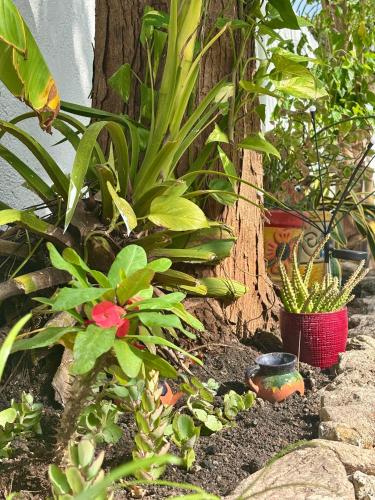 a garden with green plants and a tree at Casa Las Palmas, comfort and privacy in Mahahual