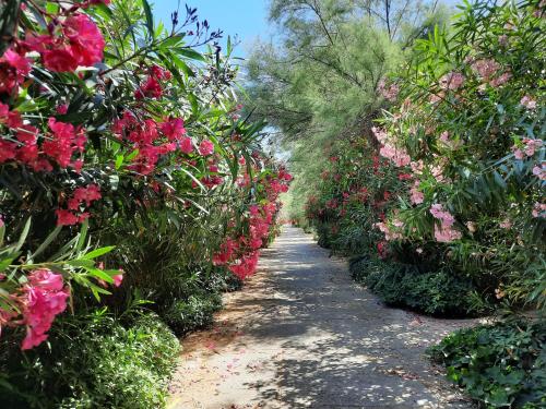 un chemin à travers un jardin rempli de fleurs roses dans l'établissement P2 très lumineux, à La Grande Motte