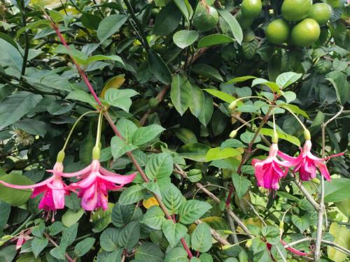Hostería Las Orquídeasにある庭