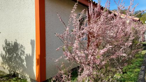 a bush with pink flowers next to a building at Résidence Mes Amours d'Enfants - Les Villas du Lac in Soustons