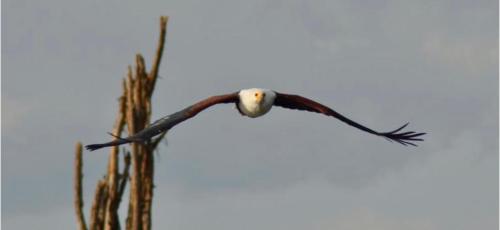a bird flying in the sky at Eagle Suite 38m2 in Villa 560 m2, Indian Ocean View in Shimoni