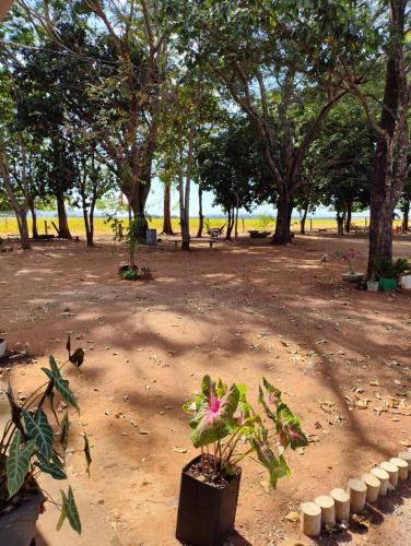 a group of trees in a dirt field with a plant at Pousada o Canto da Seriema in Nobres