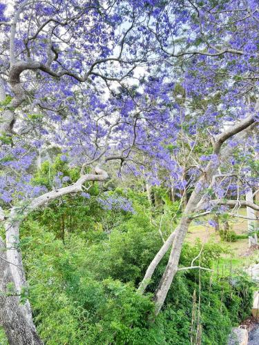 Un jardín fuera de Green View Retreat Only 7 minutes to Terrigal Beach