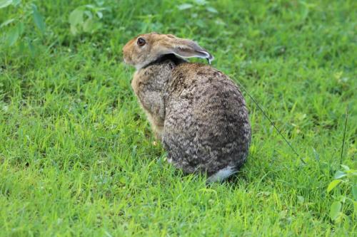 Tiere in der Pension oder in der Nähe