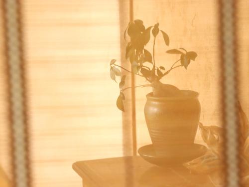 Φωτογραφία από το άλμπουμ του Guesthouse Asibina σε Ισιγκάκι