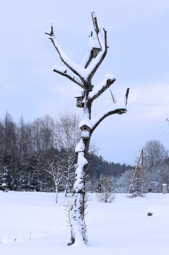 a snow covered tree with birds perched on it at Viesu mājas Briedīši in Raiskums