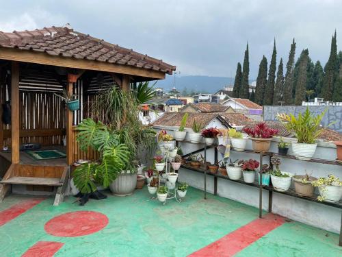a bunch of potted plants on a wall at Prahu Dinar Syariah - Family in Lembang