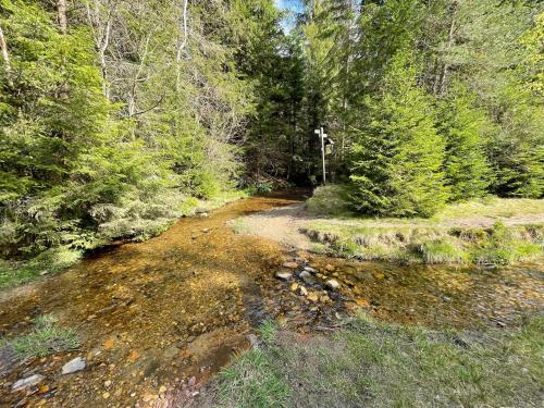 a dirt road in the middle of a forest at Apartmán Šumavský skřítek in Čachrov
