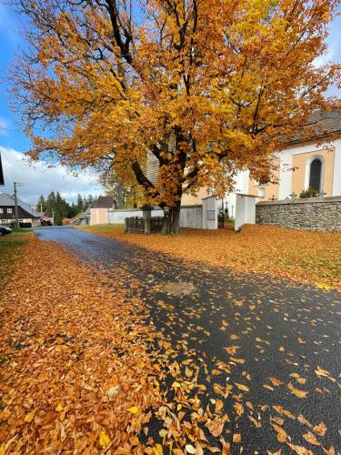 a tree on a road with leaves on the ground at Apartmán Šumavský skřítek in Čachrov