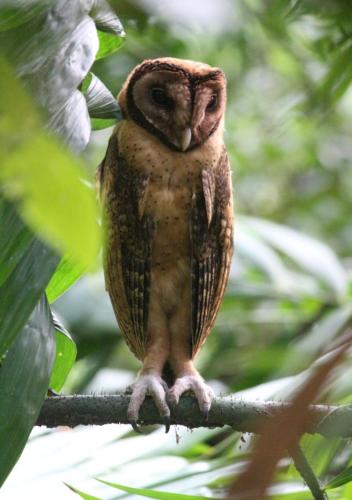 a brown owl sitting on a tree branch at Pondok Wisata Tasya Marawuwung in Likupang