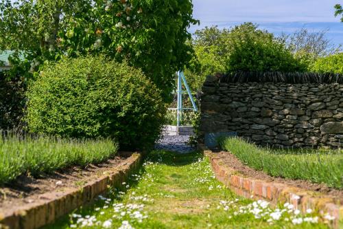 a garden with a stone wall and white flowers at Pentir in Penmon
