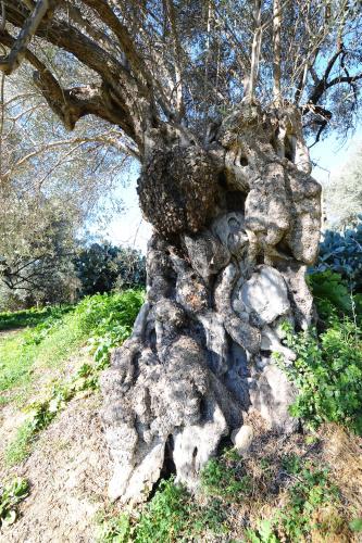 a tree growing out of a pile of rocks at Villa La Lumia B&B Suites & Apartments in Agrigento