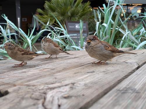 three birds standing on a wooden table at Résidence Mes Amours d'Enfants - Les Villas du Lac in Soustons