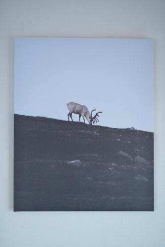 a painting of a coyote standing on top of a hill at ZenAbode303 羽田空港電車8分 都心エリア電車12分 in Tokyo