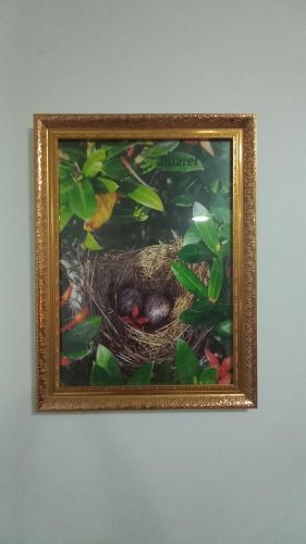a picture of a bird in a nest at Amaretto Hostel in Surat Thani