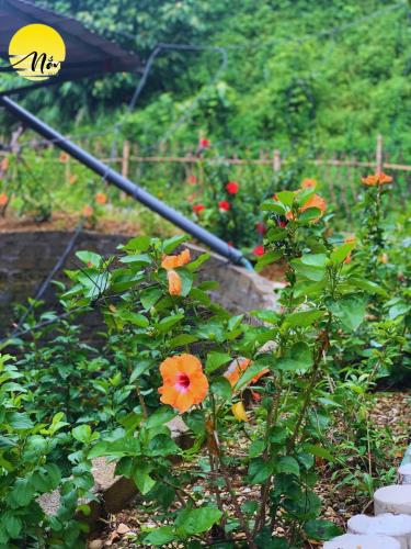 a garden with orange flowers and an umbrella at Nắng Village in Hòa Bình